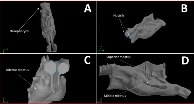 Figure 5.1 Model of nasal passages anatomy: (A) Top view,  (B) 3D view, (C) Front view, (D) Side view