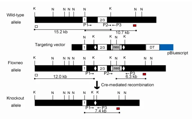 Figure 3. VGAT targeting strategy. 