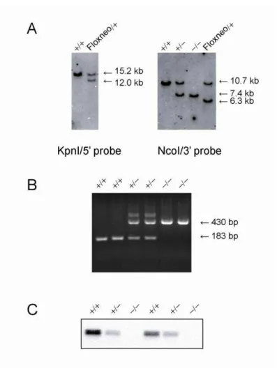Figure 6. Disruption of the mouse VGAT gene 