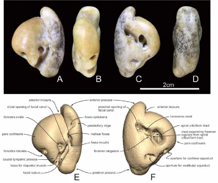 図 1. Neophocaena sp．GMNH-PV3228．左耳周骨．A，腹面観；B，内面観；C，背面観；D，外面観．E および F，標本の 3D スキャン画像．E， 腹面観；F，背面観．3D スキャンは Artec Spider (Artec Group, Luxembourg) を使用して標本のスキャンを行った後，Artec Studio 及び Geomagic  Sculpt を使用して画像の作製を行った．