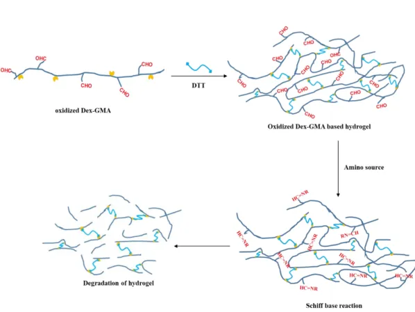Figure 2.2 Syntheses of oxidized Dex-GMA based hydrogels. (A) The process used to synthesize  oxidized  Dex-GMA