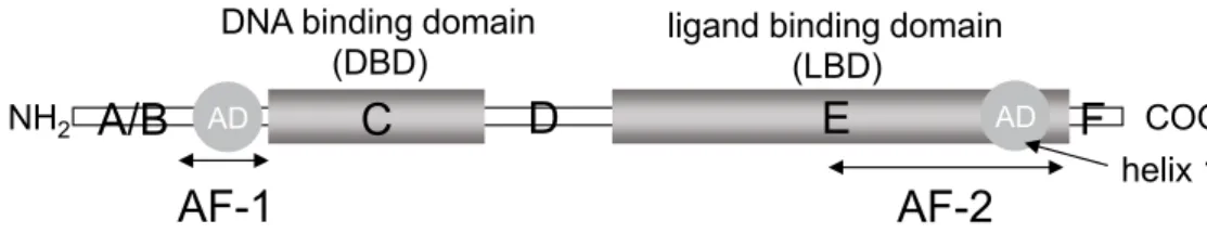図 1　Schematic structure of typical nuclear receptors. 核内受容体のドメイン構造