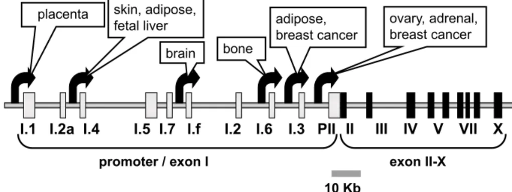 図 4　Schematic representation of the human aromatase gene. ヒトアロマターゼの遺伝子構造