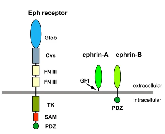Fig. 2.  Schematic representation of the domain structure of the Eph receptor and  ephrin ligands