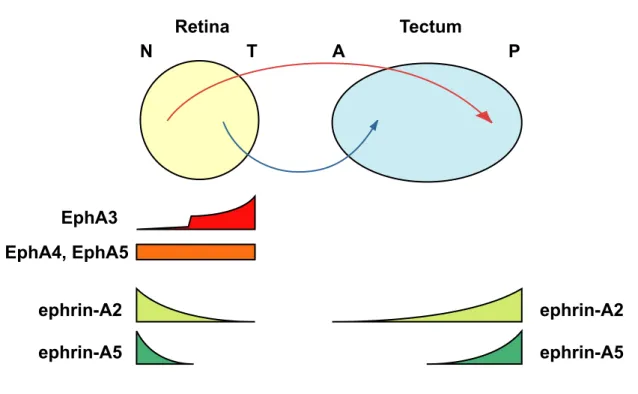 Fig. 3.  Summary of the expression pattern of EphA family members in the retina  and the tectum.