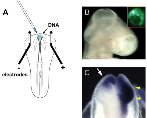 Fig. 4.  Gene transfer by electroporation into the developing chick retina. 