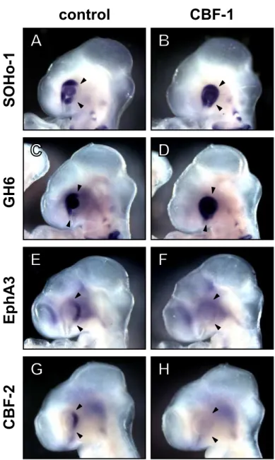 Fig. 6.  Misexpressed CBF-1 induces expression of SOHo-1 and GH6, and  represses expression of EphA3 and CBF-2.