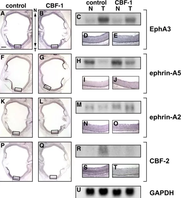 Fig. 7.  Misexpressed CBF-1 induces expression of ephrin-A5 and ephrin-A2, and  repressed that of EphA3 and CBF-2.