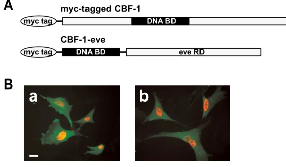 Fig. 8-I.  Misexpression of CBF-1 repressing form (CBF-1-eve) alters the  expression of SOHo-1, GH6, EphA3, CBF-2, and ephrin-A5, but not ephrin-A2.