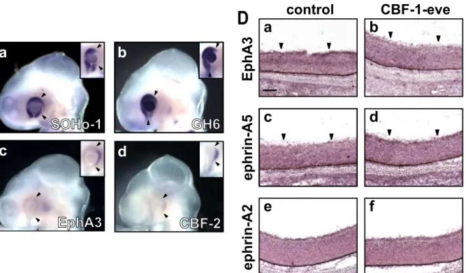 Fig. 8-II. Misexpression of CBF-1 repressing form (CBF-1-eve) alters the expression  of SOHo-1, GH6, EphA3, CBF-2, and ephrin-A5, but not ephrin-A2.