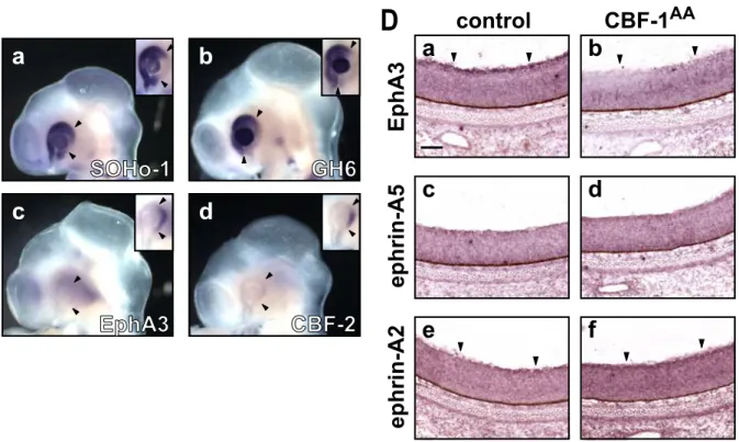 Fig. 9-II.  Misexpression of CBF-1 AA  mutant proteins alters expression of SOHo-1,  GH6, EphA3, CBF-2, and ephrin-A2, but not ephrin-A5.