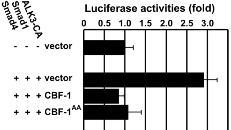 Fig. 10.  CBF-1 inhibits BMP signaling.