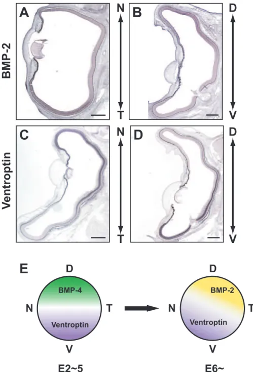 Fig. 11. Expression of BMP-2 and Ventroptin in the E8 chick retina.