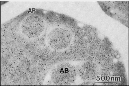 Figure 2. Immuno-staining image of alcohol dehydrogenase in the yeast cell. 