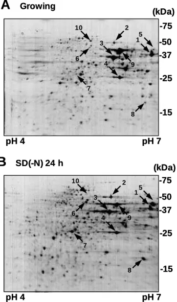 Figure 3. Two-dimentional PAGE of cell lysate before and after nitrogen starvation. 