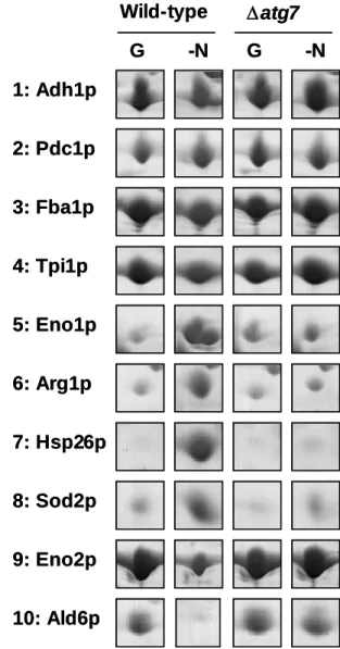 Figure 5. Three expression patterns of protein spots before/after nitrogen starvation