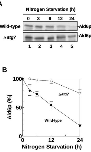 Figure 8. Time course of Ald6p reduction under nitrogen  starvation. 
