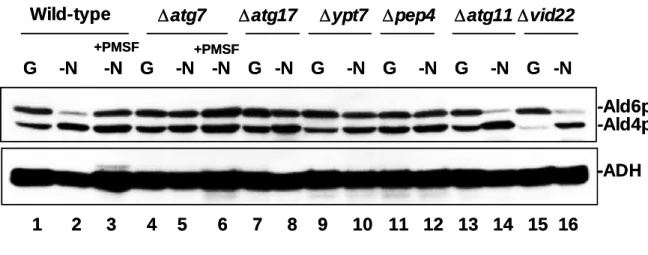 Figure 9. Proteins required for the reduction of Ald6p. 