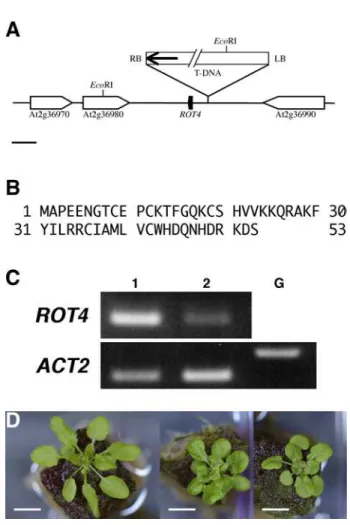 Figure 3 Structure of the ROT4 locus and ROT4 over-expression phenotype.