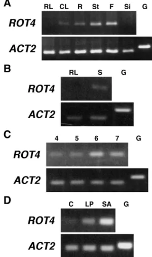 Figure 4 Expression of ROT4.