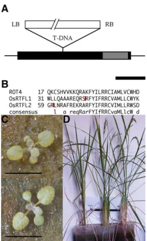 Figure 7 Knockout mutant of the members of ROT4 family.