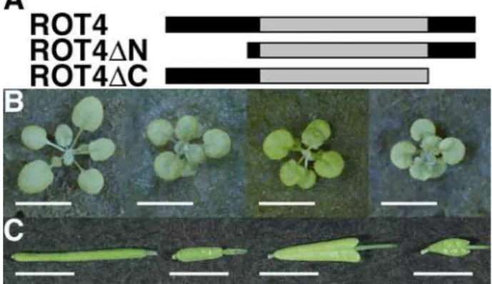 Figure 8 Phenotypes of transgenic plants over-expressing ROT4ȵN and ROT4ȵC.