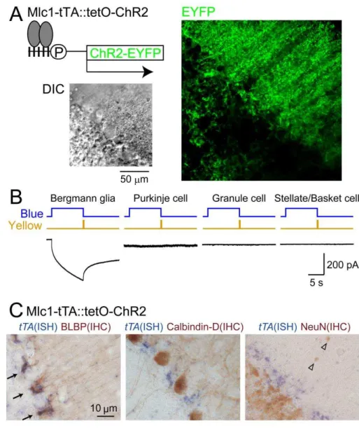Figure 2. Generation of astrocyte-specific ChR2 expressing mice 