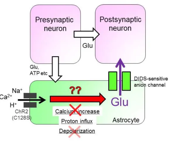 Figure 12. Identify a trigger for astrocyte-photostimulated glutamate release 