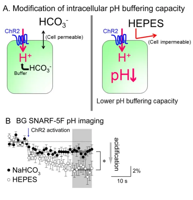 Figure 14. Method to modify intracellular pH buffering capacity 