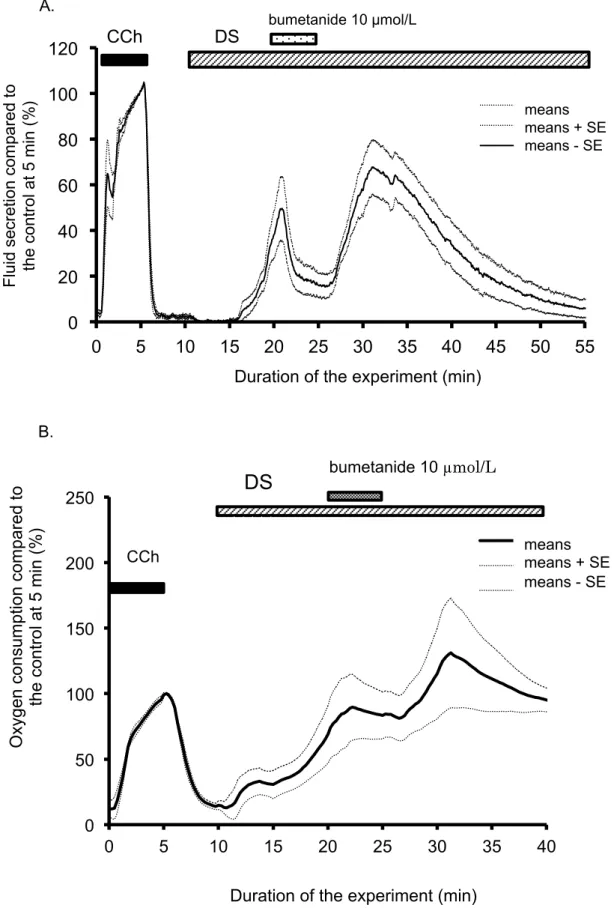 Figure 2-3. A. The effects of bumetanide on DS-induced salivary fluid secretion.  Initially, CCh was added for 5 min as a control measure