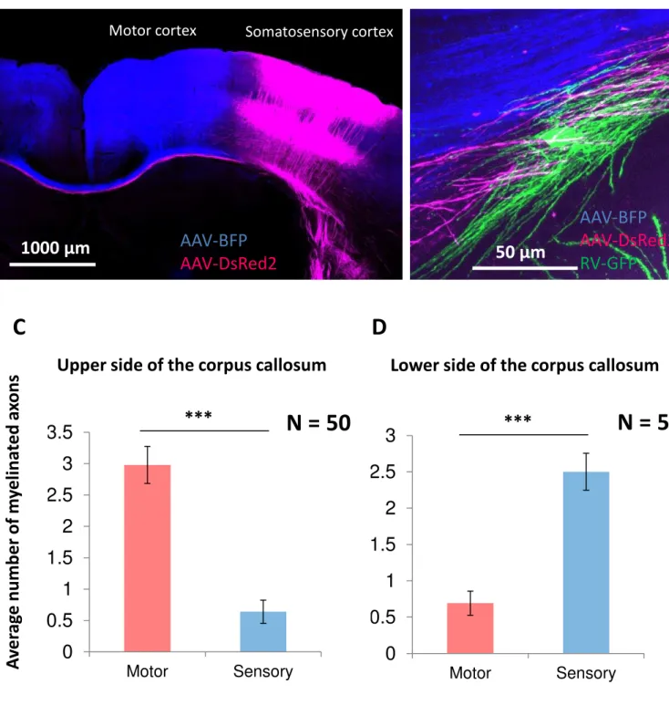 Fig. 6  *** AAV-BFP AAV-DsRed2  AAV-BFP  AAV-DsRed2 RV-GFP 