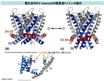 Figure 10-9b,c  Arg KV channel .  2013 1 Figure 10-11a  Figure 10-12  Thermodiynamic Principles  
