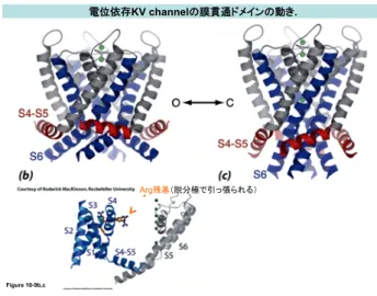 Figure 10-9b,c  Arg残基（脱分極で引っ張られる） 電位依存KV channelの膜貫通ドメインの動き.  Figure 10-11a  ウシ赤血球アクアポリンＡＱＰ１のＸ線構造  Figure 10-12  アクアポリンＡＱＰ１の水分子透過機構のモデル  Thermodiynamic Principles   熱力学の法則 １） エンタルピーの定義：H = U + PV  ΔH = ΔU +PΔV,  ΔU = ΔQ - ΔW                   （第一法則）  ΔH = 