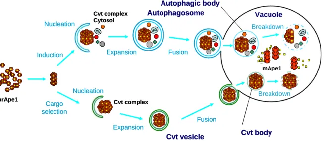 Figure 5.   Schematic representation of autophagy and the Cvt  pathway in yeast. 