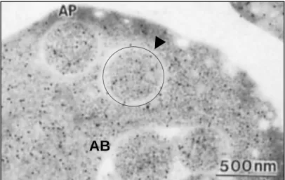 Figure 7.  Immunostaining image of alcohol dehydrogenase in  yeast cells.
