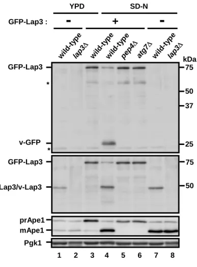 Figure 10.  Vacuolar transport of Lap3 during nitrogen starvation.