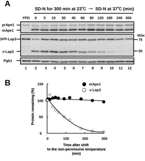 Figure 12. Lap3 degradation in the vacuole using an atg1 temperature-sensitive-mutant.