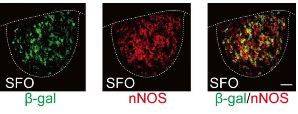 Figure  III.2    Most  though  not  all  AT1a-positive  neurons  express  neuronal  nitric  oxide synthase in the SFO