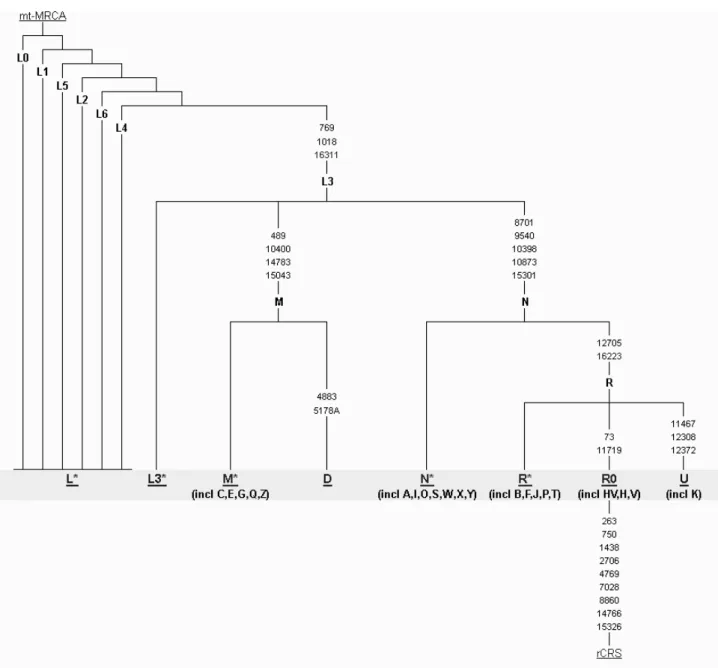 Figure 3.1: Phylogenetic tree of human mtDNA. Mitochondrial DNA haplogroups are shown as 