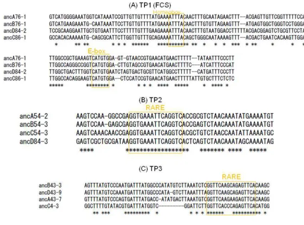 Figure 2.2: Multiple alignments of three TP CNS sequences 