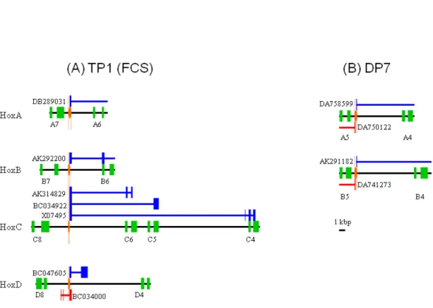 Figure 2.3: The scheme of paralogous conserved bidirectional promoters    
