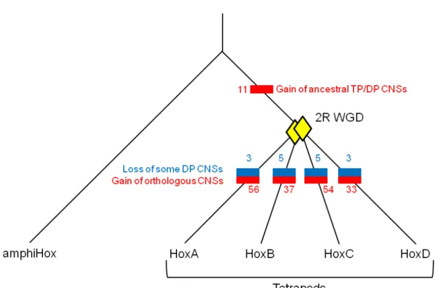 Figure 2.5: The loss and gain of Hox CNSs during the chordate evolution 