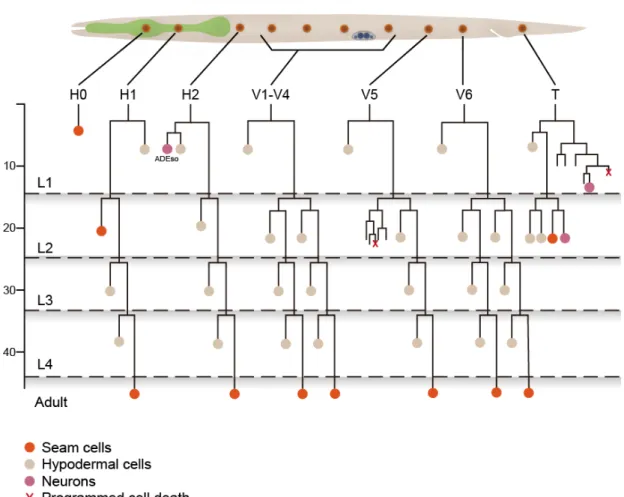 Figure 1. Epithelial stem cells in C. elegans   