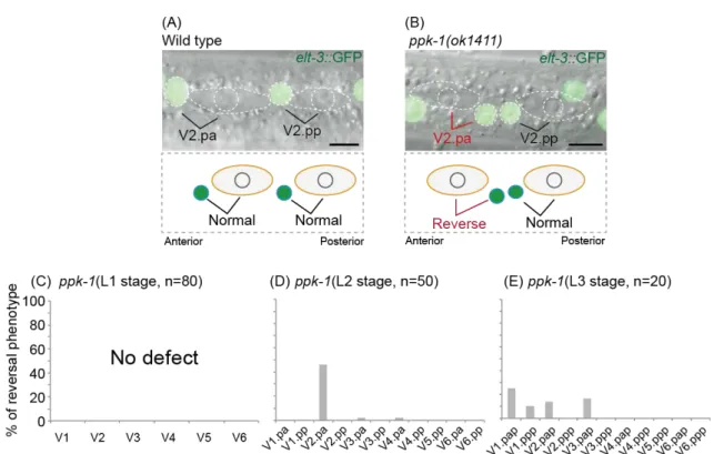 Figure 4. Analyses of the seam cell polarity in ppk-1 mutants 