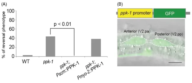 Figure 5. PPK-1 functions cell-autonomously and expressed in seam cells 