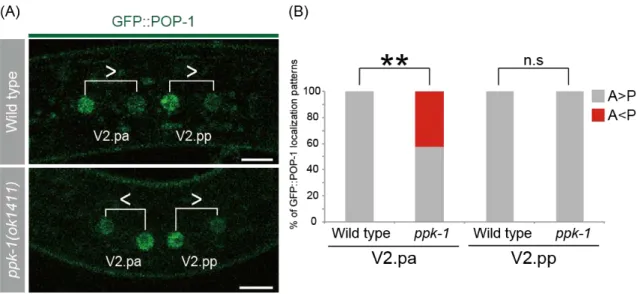 Figure  6.  POP-1  localization  patterns  in  daughter  nuclei  in  wild  type  and 