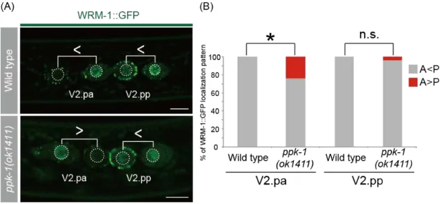 Figure  7.  WRM-1  localization  patterns  in  daughter  nuclei  in  wild  type  and 