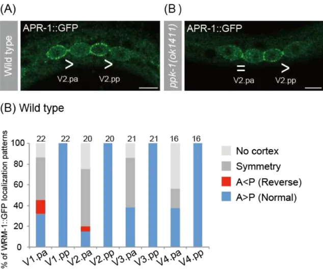 Figure 8. Cortical localization patterns of APR-1 and WRM-1   