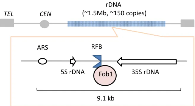 Figure 1. The rDNA encodes genes for structural RNA components of the ribosome in the  yeast Saccharomyces cerevisiae