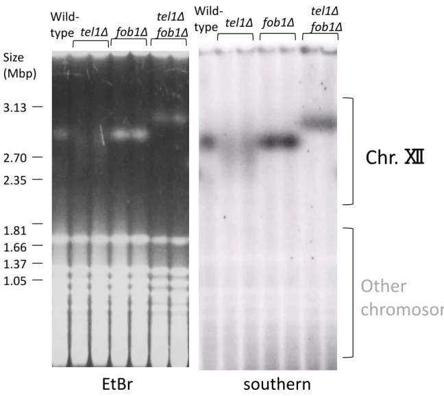 Figure 3. CHEF analysis of rDNA stability in the tel1 mutant. 